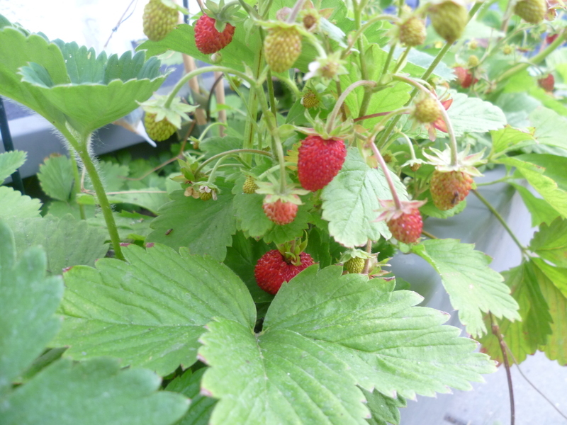 Erdbeeren