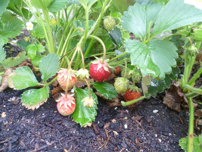 Erdbeeren