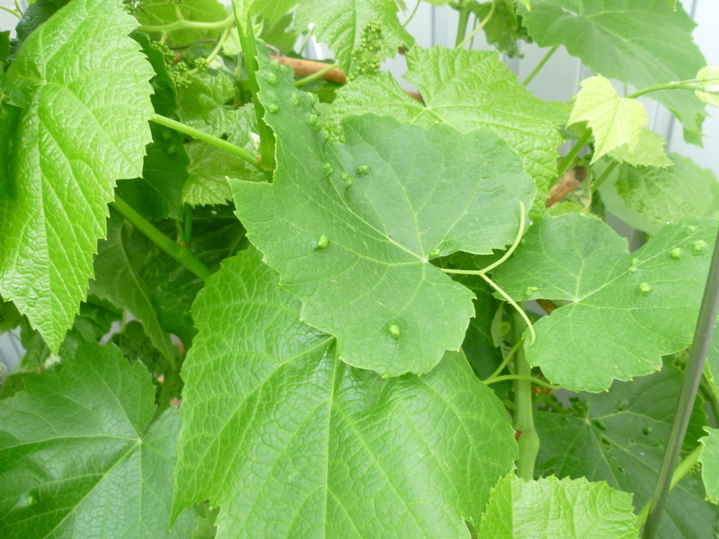 Blatt der Traube
